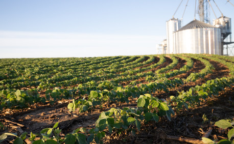 Young soybean plants