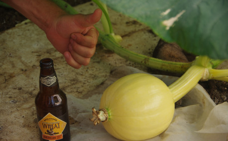 The start of a great pumpkin