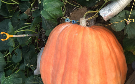 The giant pumpkin taking shape