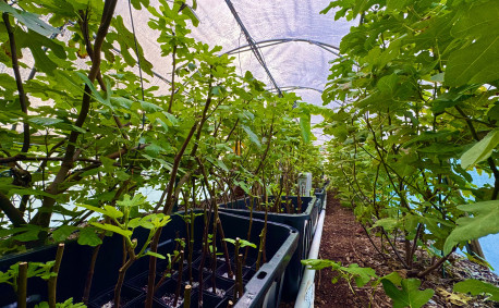 The farm greenhouse with cuttings