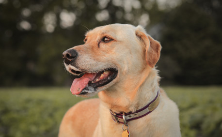 Magnum the Kansas farm dog