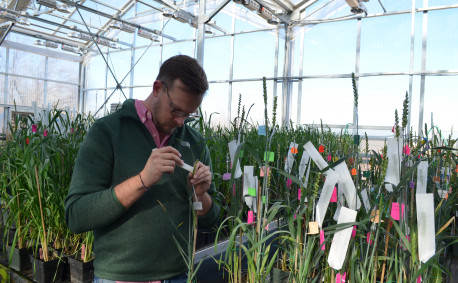 Within 48 hours of emasculation, there is a brief window of time that the plant can be tricked into thinking it’s been fertilized. Scientists take pollen from a sweet corn plant and apply it to the wheat plant.