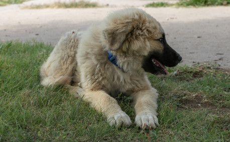 Even the Unruh farm dog enjoys the outdoors.