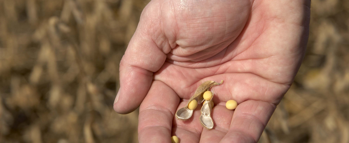 Hand Holding Soybean