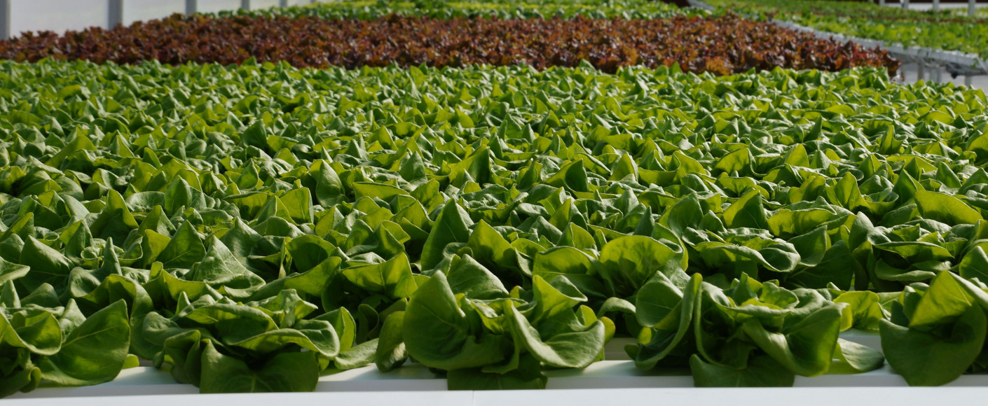 4B Farm Hydroponic lettuce in Kansas