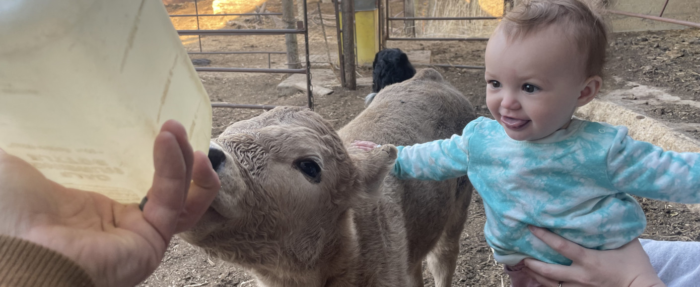 Zenger Family Farm - calf