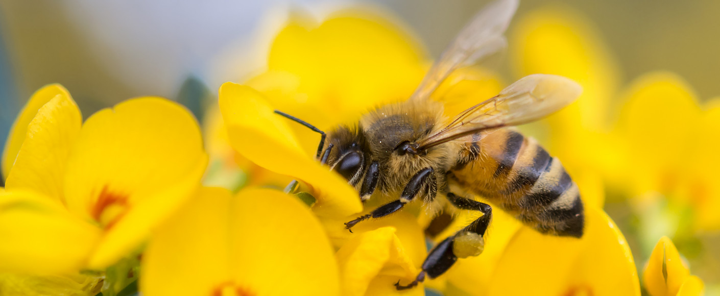 Bee Pollinator Bee Pollinator