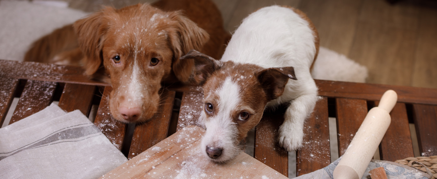 Homemade pet treat recipes