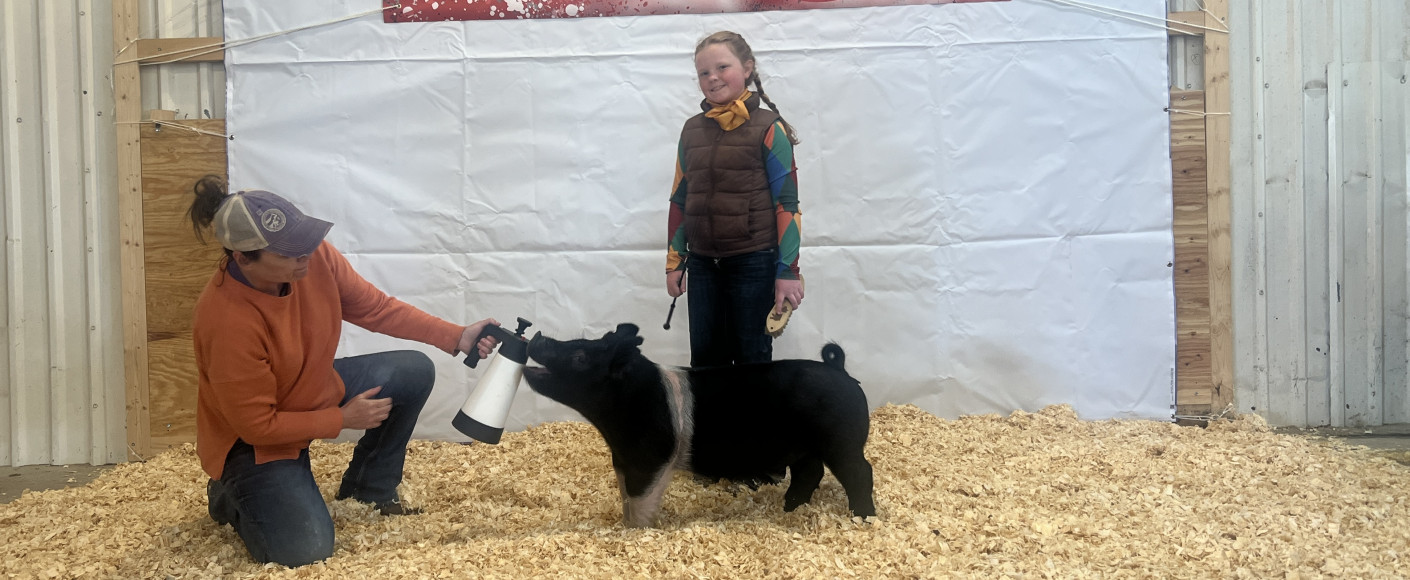 4-H show pig header