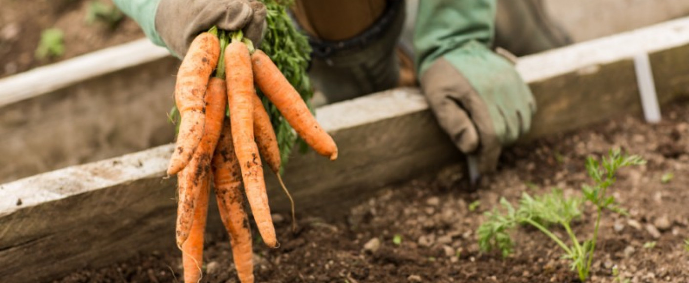 Spring Into Gardening Spring Into Gardening