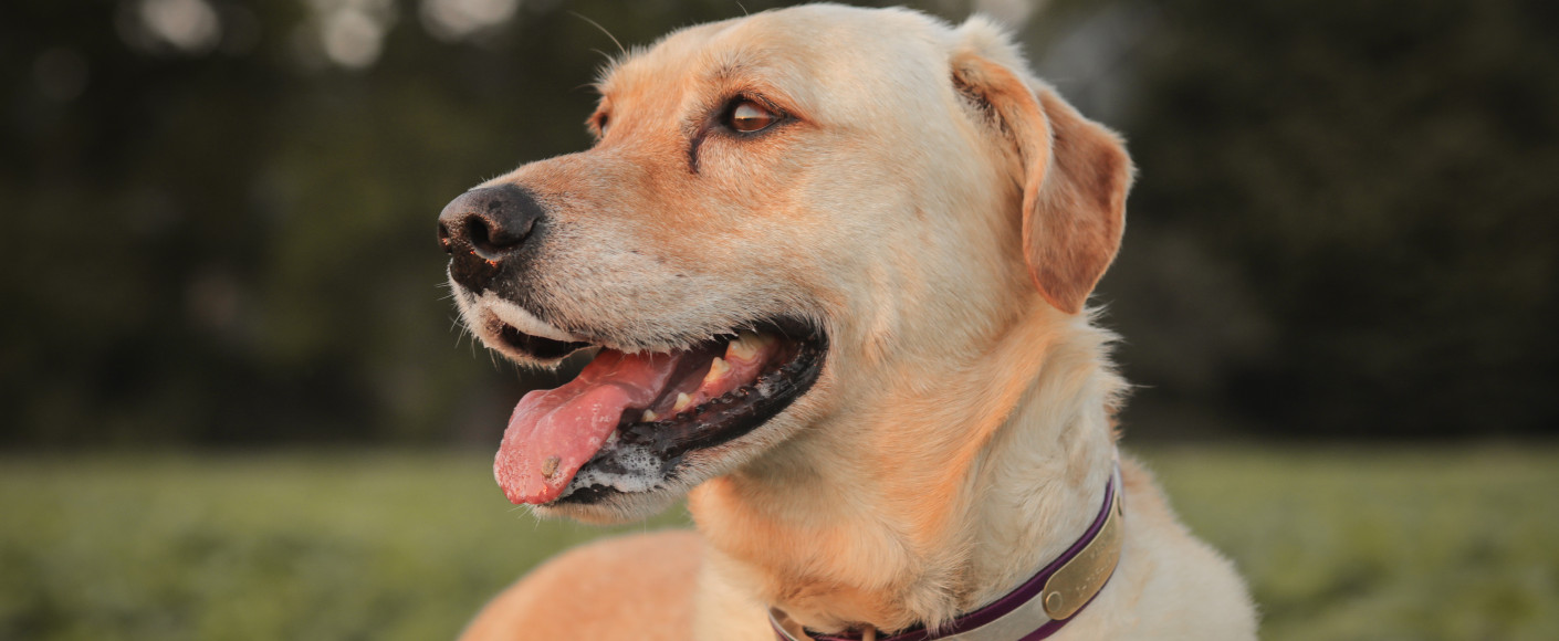 Magnum the Kansas farm dog