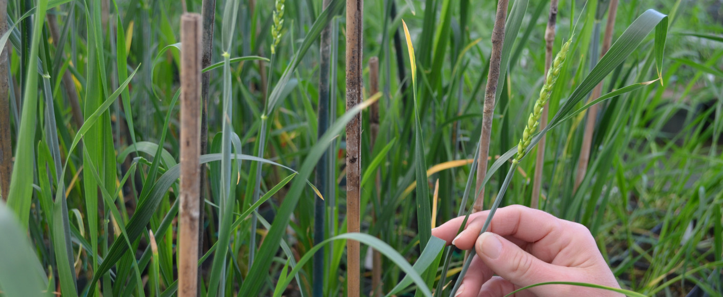 Haploid Mother Plants Haploid Mother Plants