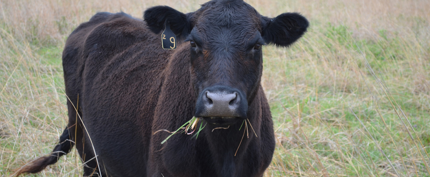 Grass Fed Cattle Grass Fed Cattle