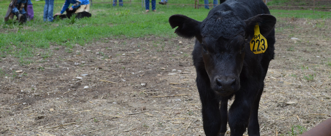Antibiotics and Vaccines in Livestock Antibiotics and Vaccines in Livestock