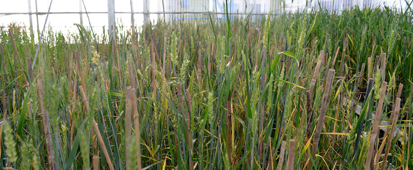 Wheat plants Wheat plants