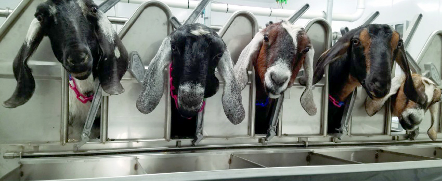 Holy Goat Creamery Nubian goats