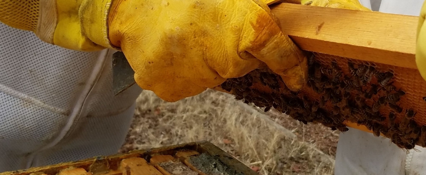 RemeBees beekeeping