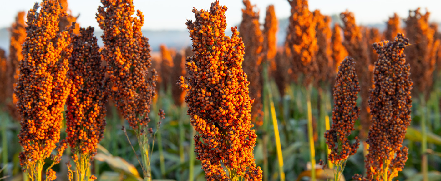 sorghum