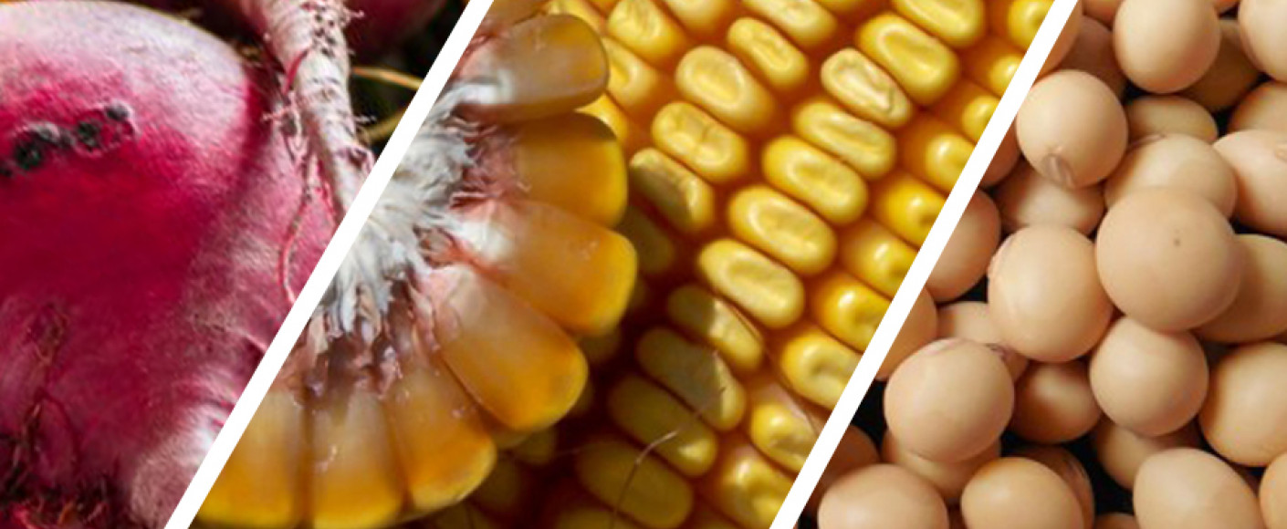 Genetic Modification Genetic Modification