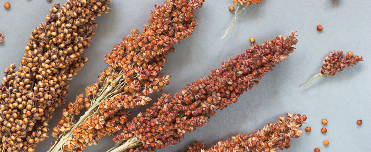 Sorghum and Sustainability Sorghum and Sustainability