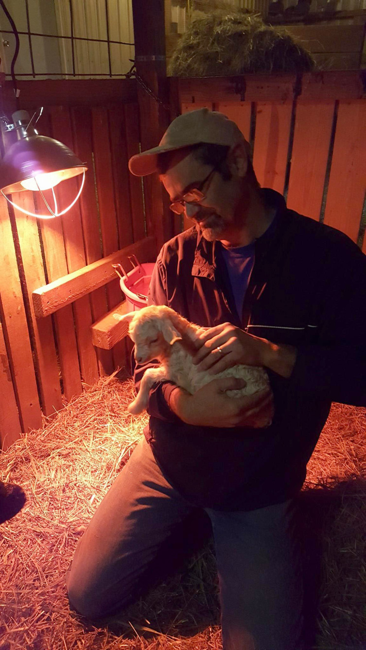 Cuddling baby Pygora goat