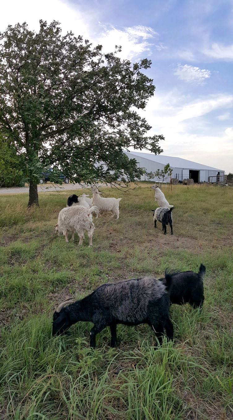 Pygora goats at Rowantree Farm in Kansas