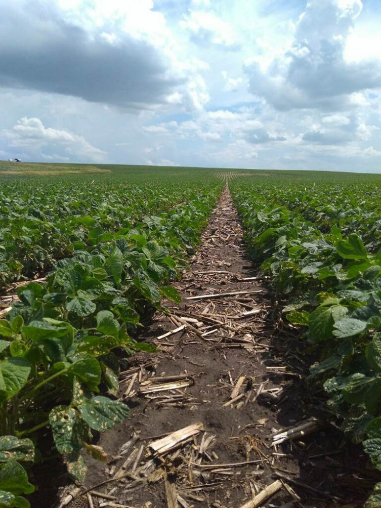 Bellar Farm Crop