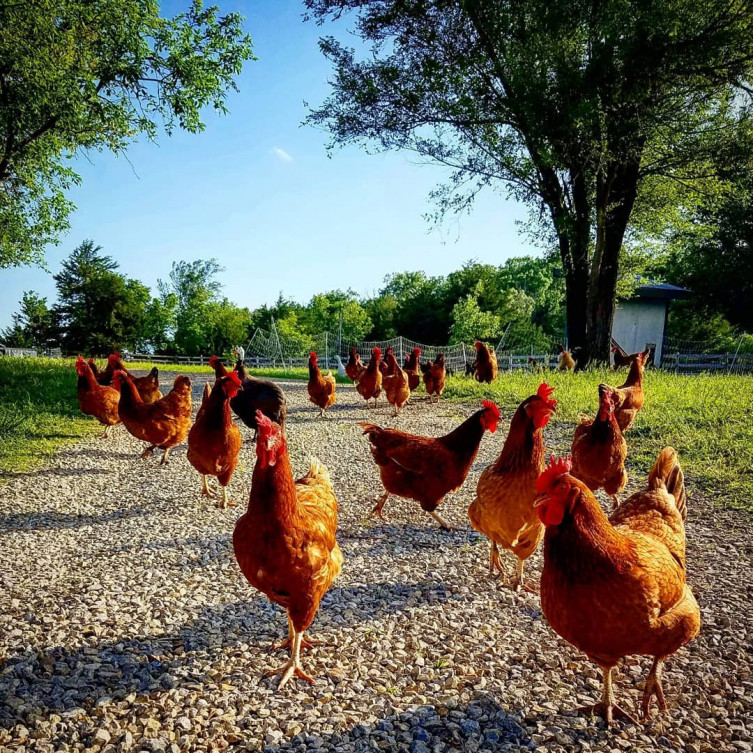 Eagle Ridge Ranch Kansas chickens