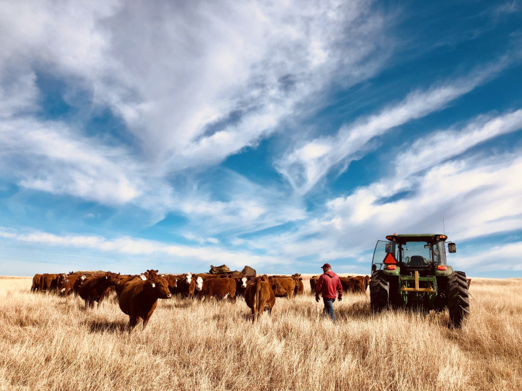 Cows Tractor Matthew Legleiter 