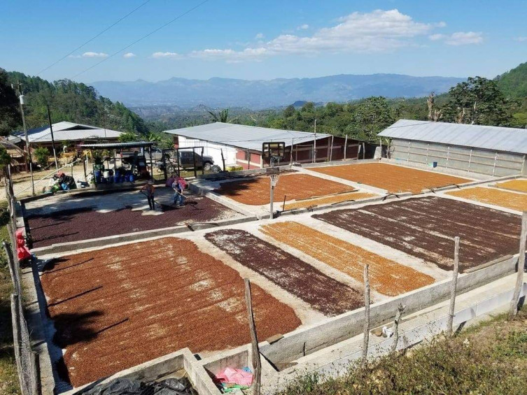 Legacy Farms Coffee - Honduras farms