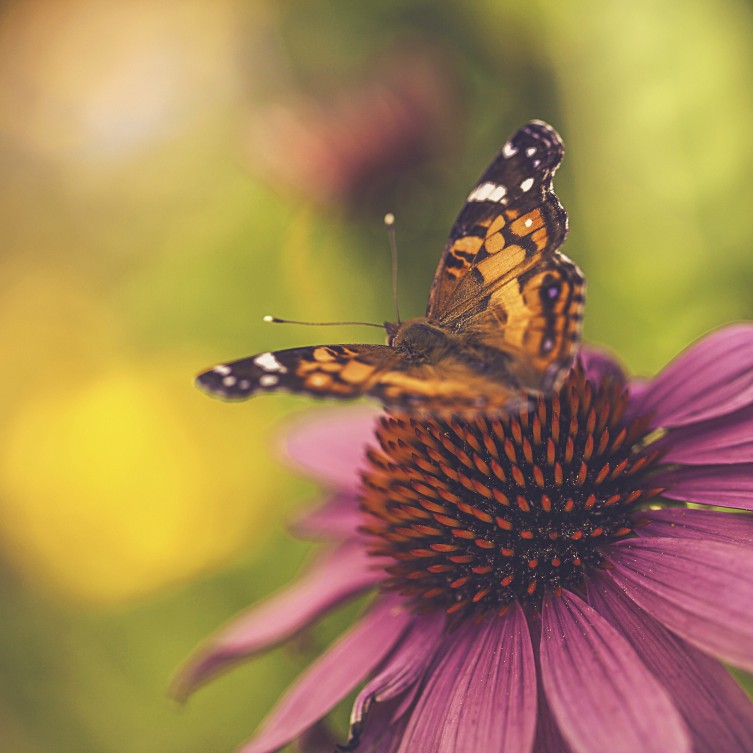 Butterfly Pollination Butterfly Pollination