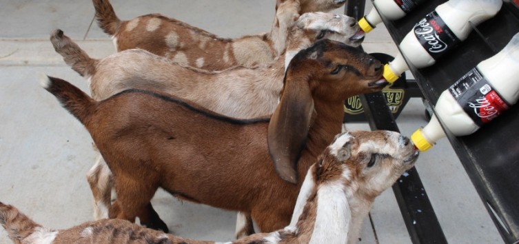 Holy Goat Creamery kids