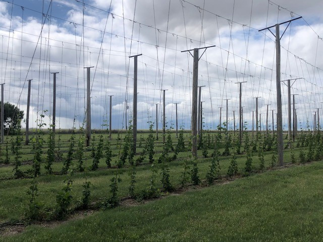 Hops bines growing