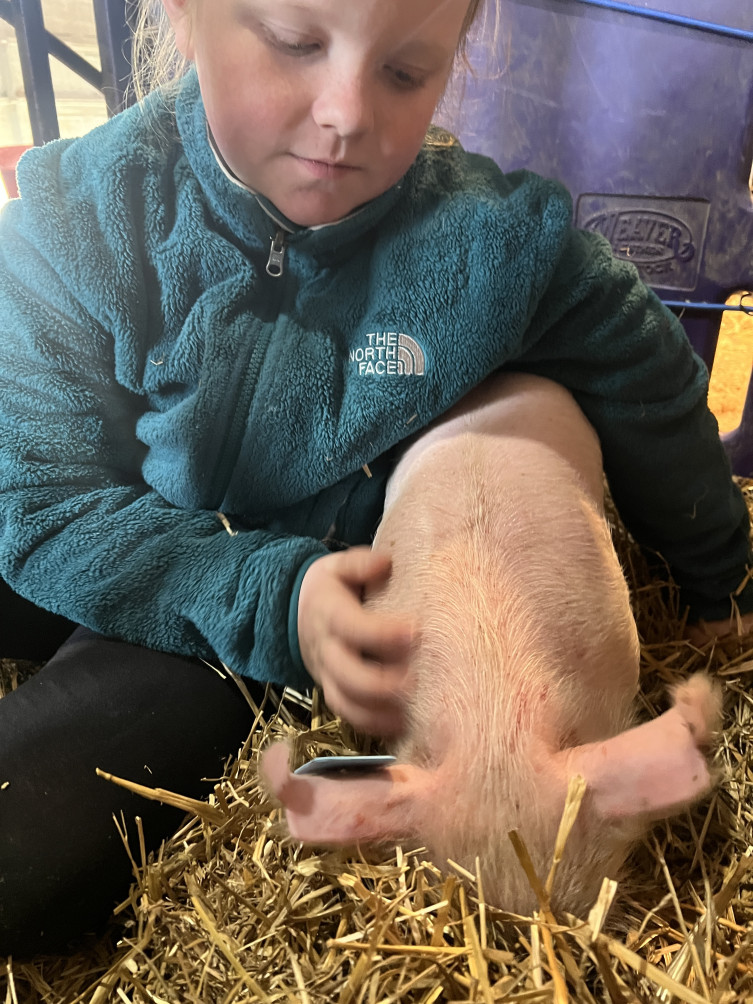 Keatley 4-H pig passion