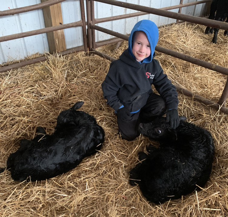 Barn Babies: Calves at Larson Angus Ranch in Kansas