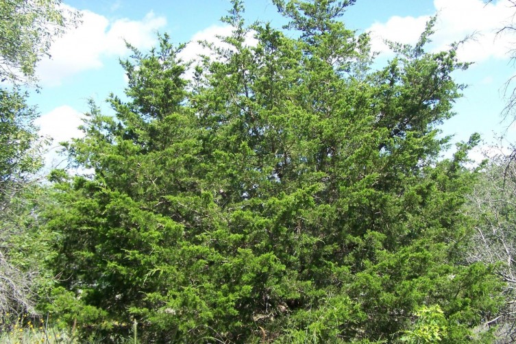 Invasive Eastern Red Cedar Invasive Eastern Red Cedar