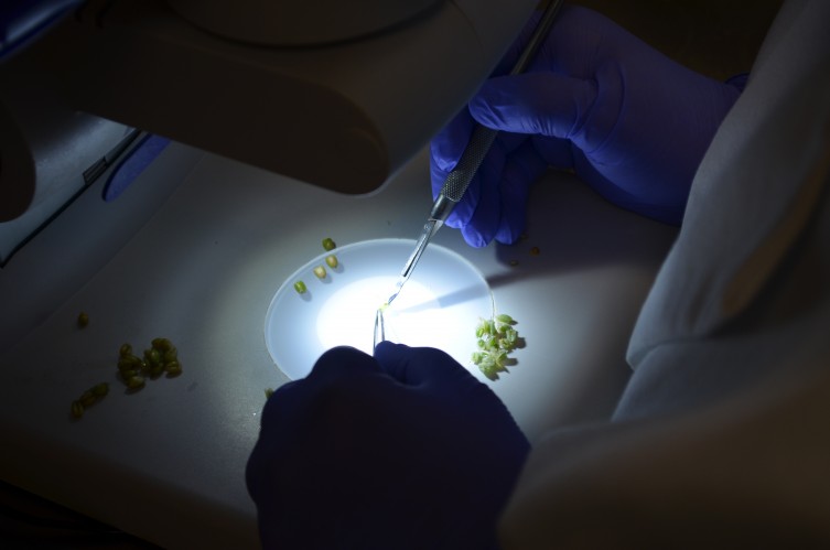 Haploid Embryo Rescue Haploid Embryo Rescue