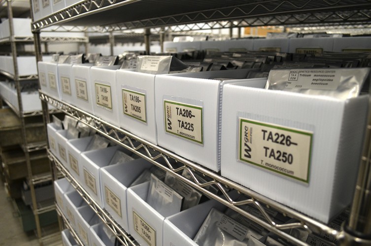 kansas wheat gene bank kansas wheat gene bank