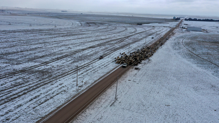 Nicholson Ventures cattle in snow