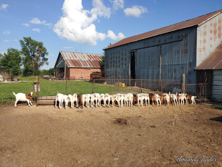 OAT Livestock goats feeding