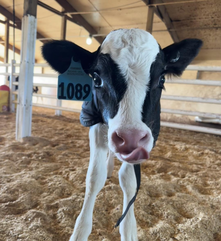 Rokeyroad Holsteins calf
