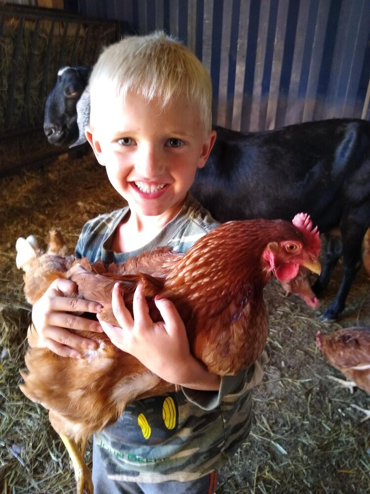 Route Step Farm Kansas Chickens