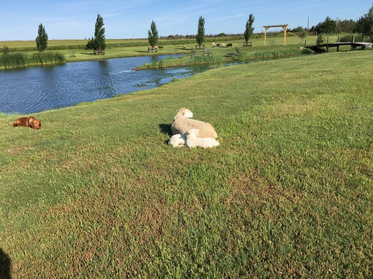 Shiloh Vineyard grounds