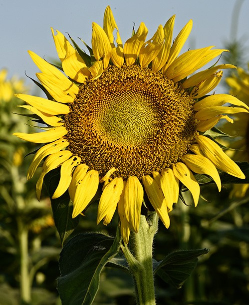 Kansas black oil sunflower