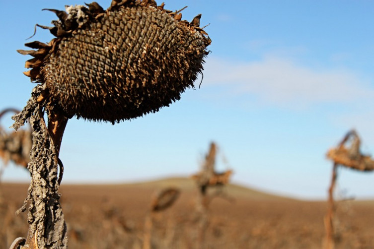 Black oil sunflower ready for harvest