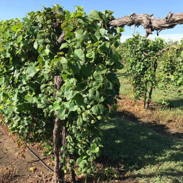 Wyldewood Cellars Vineyard
