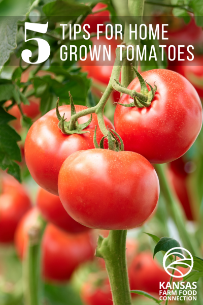 Perfect Home Grown Tomatoes How to Grow the Perfect Home Grown Tomatoes