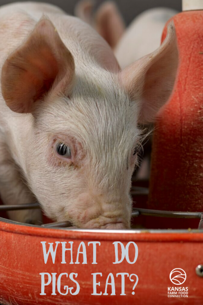 Does a pig eat slop? Get the insight on what pigs eat every day. a pig eating