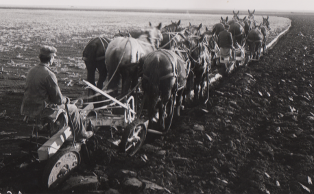 KFB historic photo horse plow