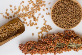 Sorghum Seed Sorghum Seed